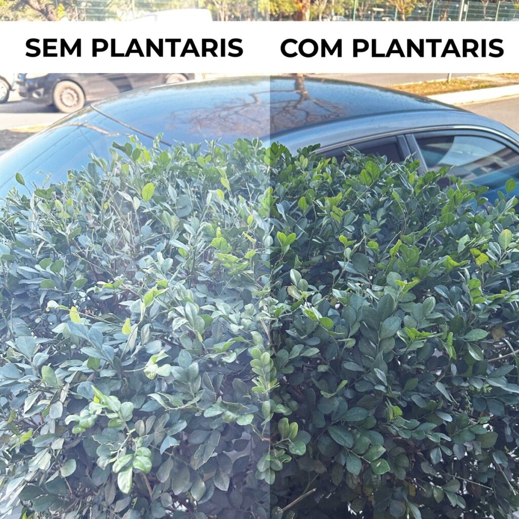 PLANTARIS PRETO — LIMITADO